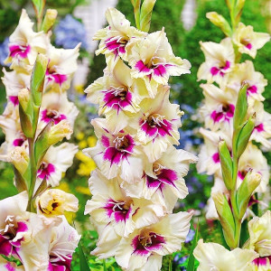 Гладиолус Амбер Мистик крупноцветковый  1 шт.   10/12